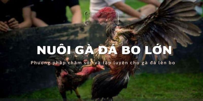 Áp dụng các bài tập lực và đá khi nuôi gà