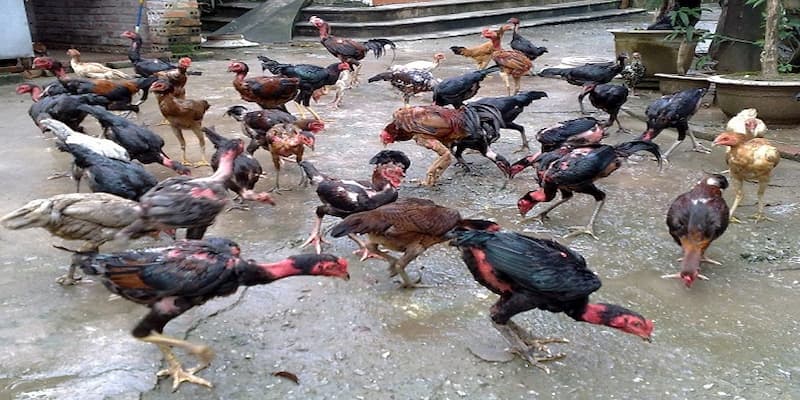 Chế độ chăm sóc gà đá