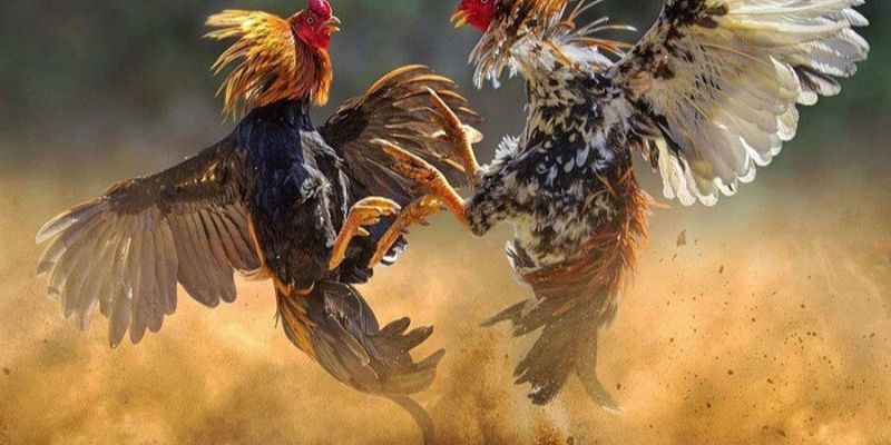 Cách nuôi gà đá có lực được nhiều sư kê quan tâm