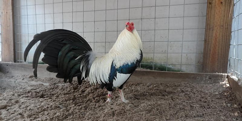 Chuồng trại trong cách nuôi gà đá cựa sắt chuẩn