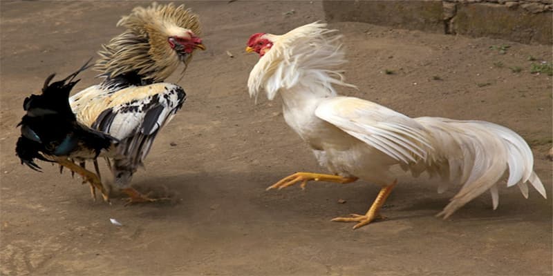 Cách nuôi gà đá cựa sắt có gì đặc biệt?