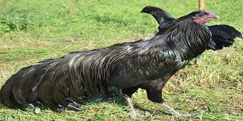 Giai đoạn vỗ béo