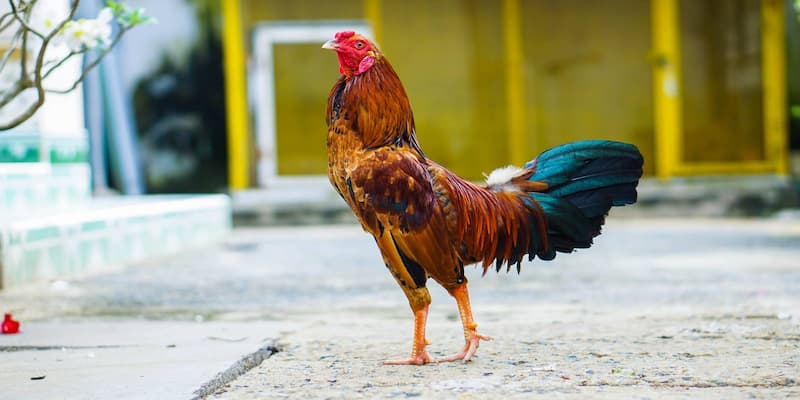 Lưu ý về việc tăng sức bền trong cách nuôi gà đá