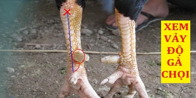 Cách xem vảy gà nòi chuẩn
