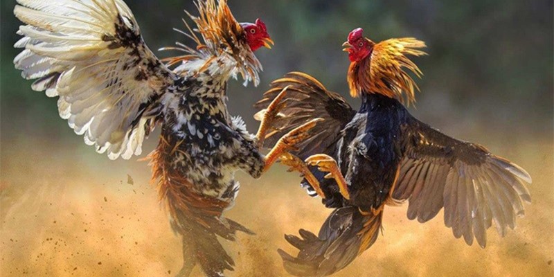 Các bài tập thông dụng cho những chú gà chọi