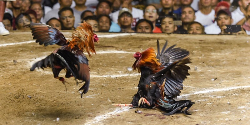 Cách nuôi gà đá chân mạnh