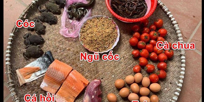 Chú ý khẩu phần ăn khi áp dụng cách nuôi gà đá có lực