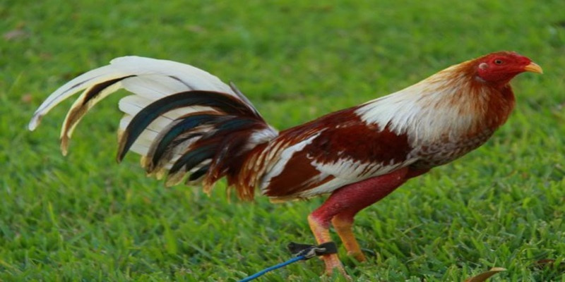 Các dòng gà Asil hiện nay