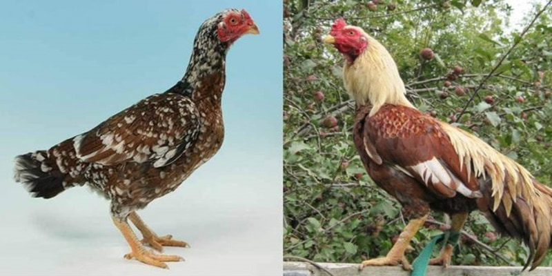Đặc điểm nhận dạng gà Asil