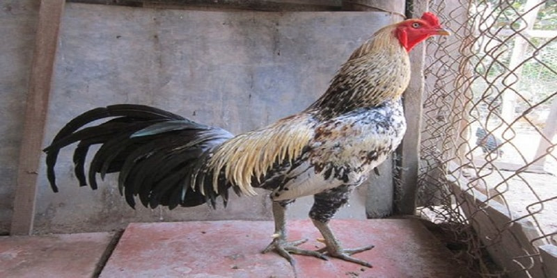 Nguồn gốc của gà Asil