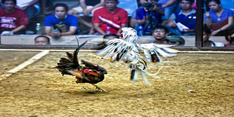 Ưu điểm của gà chạy kiệu