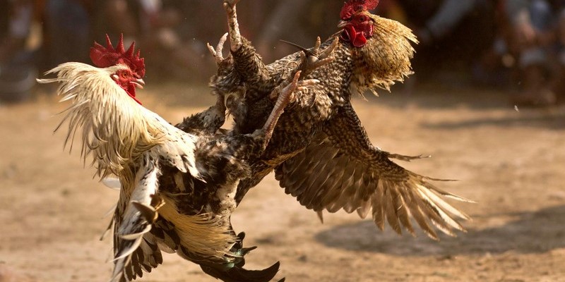 Cách nuôi gà chọi đá mé