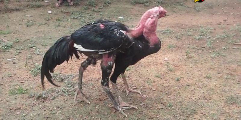 Gà chọi ôm đấm bị thua khi nào?