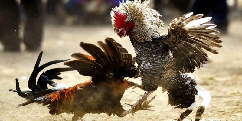 Bật mí phương pháp gà đá hầu kiềng hiệu quả