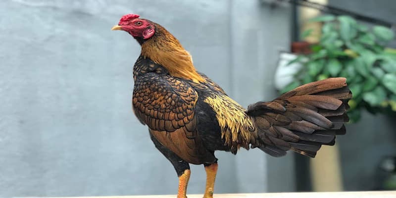 Top 5 dòng gà Mỹ phổ biến tại Việt Nam