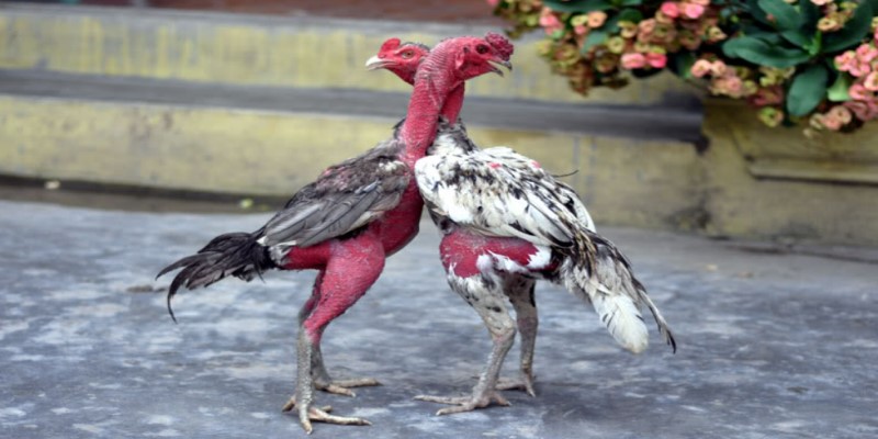 Chơi đá gà nòi đòn có gì hấp dẫn