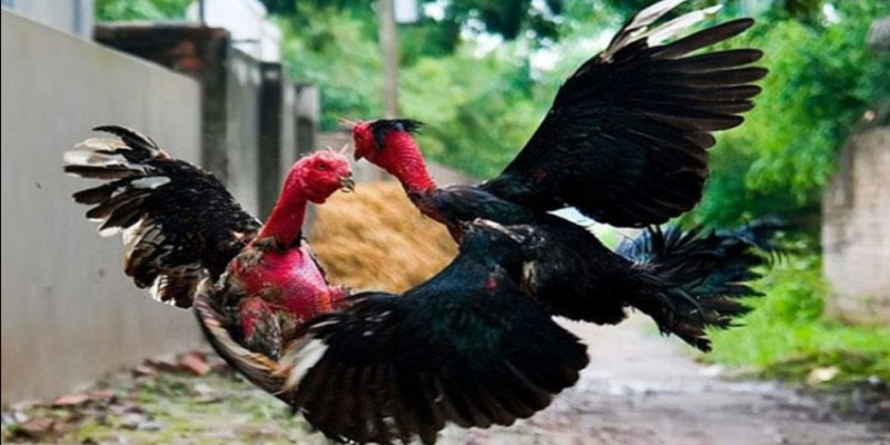 Giống gà nòi đòn là gì?