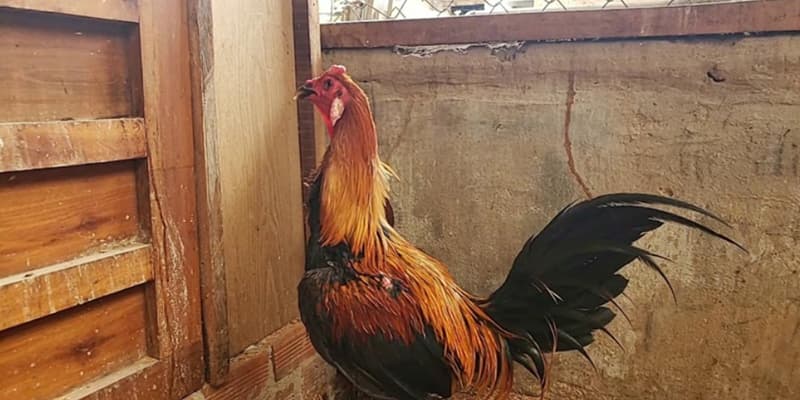 Đặc điểm của giống gà lai Peru