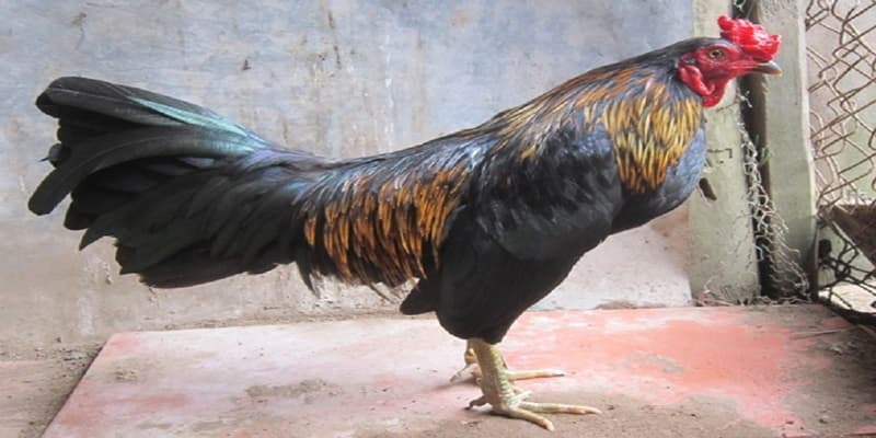 Các đặc tính của gà