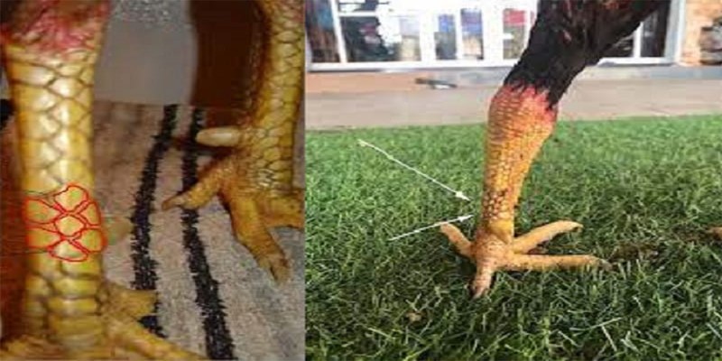 Gà vảy độ hoa mai sức chiến đấu như thế nào?