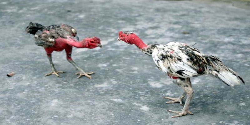 Giáo án huấn luyện gà vảy hoa mai từ A đến Z