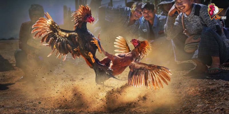 Giới thiệu đôi nét đá gà là gì?