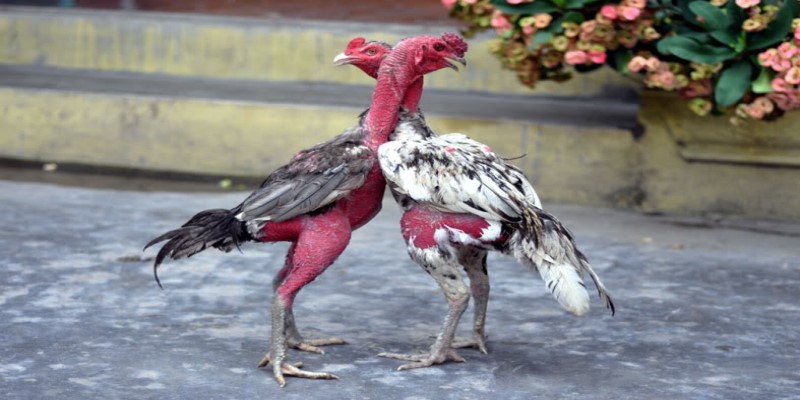 Giống gà đòn (gà nòi đòn) đặc trưng tại Việt Nam