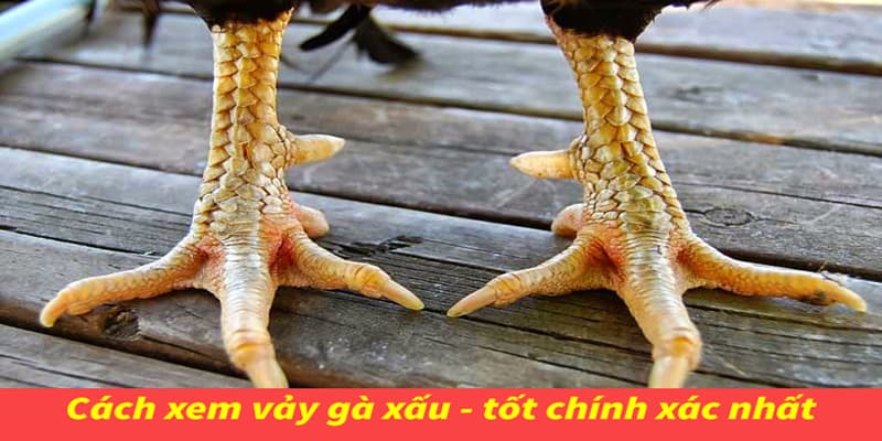 Hướng dẫn xem vảy gà đá