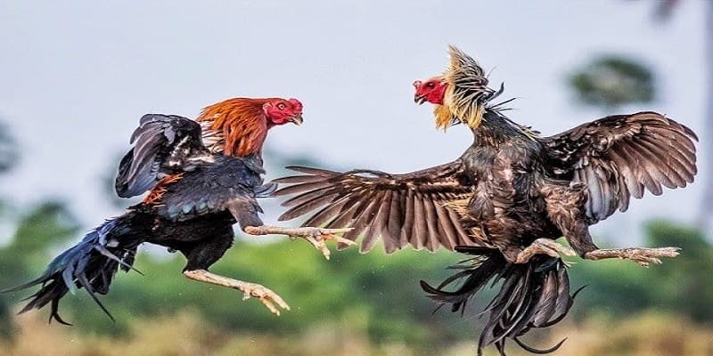 Kiểu gà đá đòn độc mang lên mang xuống