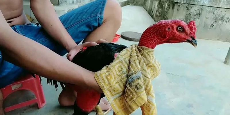 Om bóp là cách nuôi gà đá có lực hiệu quả