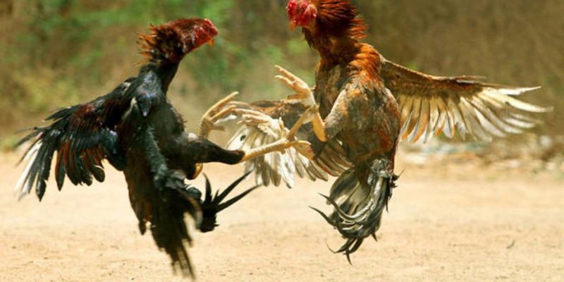Thế gà đá đòn độc vỉa