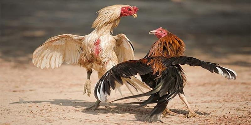 Hướng dẫn cách nuôi gà đá bo lớn cho người mới
