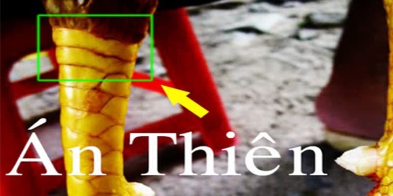 Vảy Án Thiên