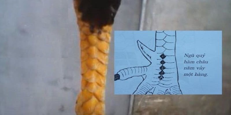 Đặc điểm cơ bản của vảy ngũ quỷ ở gà