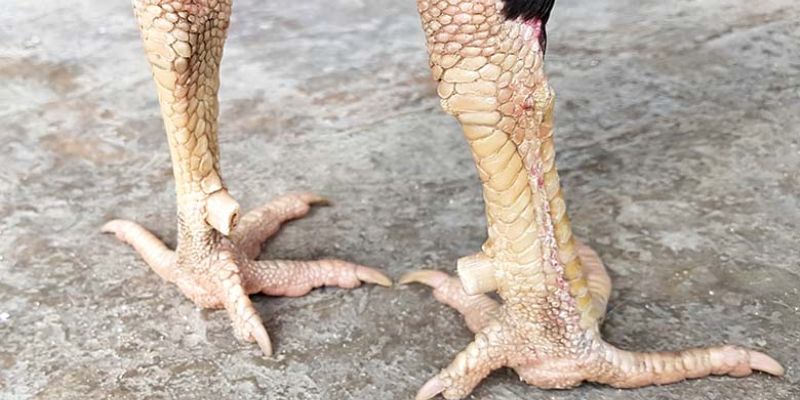 Xem vảy gà tài siêu chuẩn
