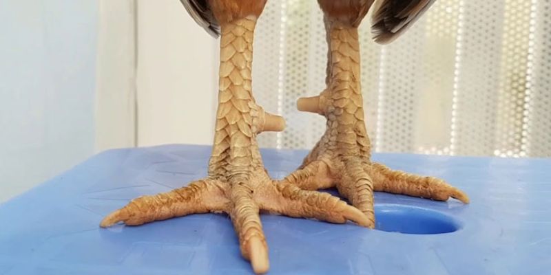 Các loại vảy gà thường gặp