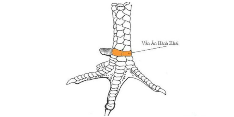 Nhận biết Vảy gà vấn cán tốt như thế nào?