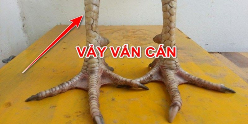 Vảy vấn cán là gì?