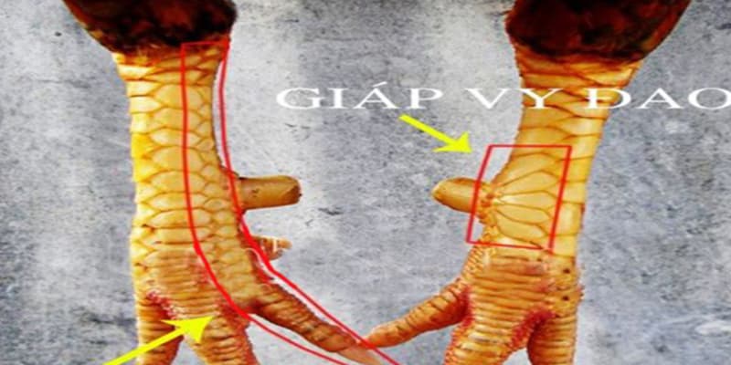 Vảy Giáp Vi Đao
