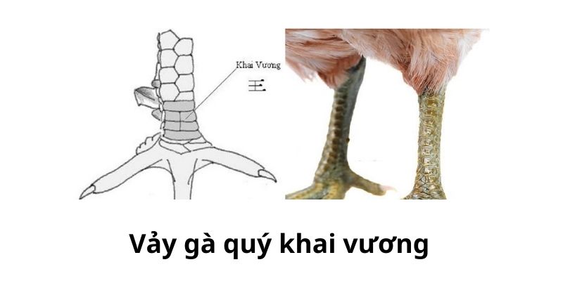 Những điều cần biết về vảy khai vương