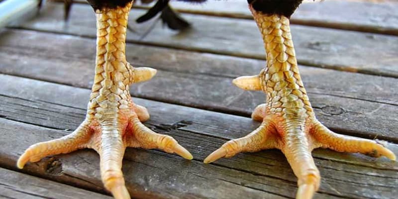 Vảy lạc diệp là gì?