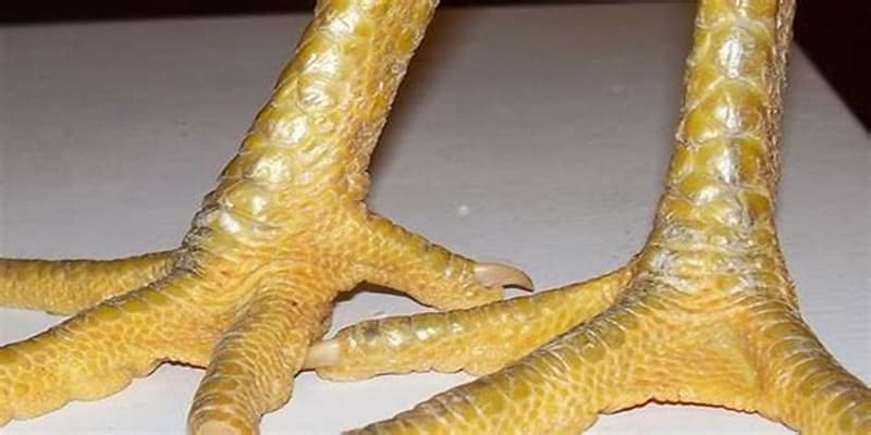 Xem vảy gà tăng xác suất thắng