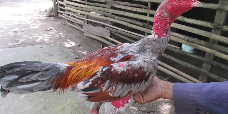 Chăm sóc gà đá trước và sau thi đấu