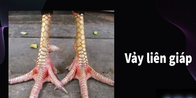 Tổng quan về vảy liên giáp