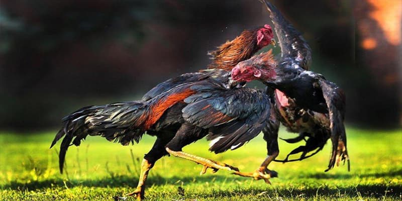 Đặc điểm của gà có vảy nội hoa đăng