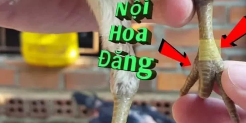 Minh họa vảy gà nội hoa đăng