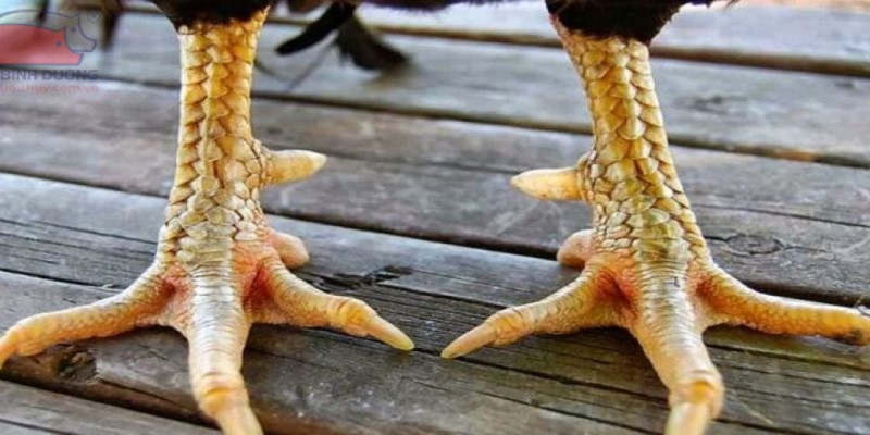 Vảy tứ quý phủ địa