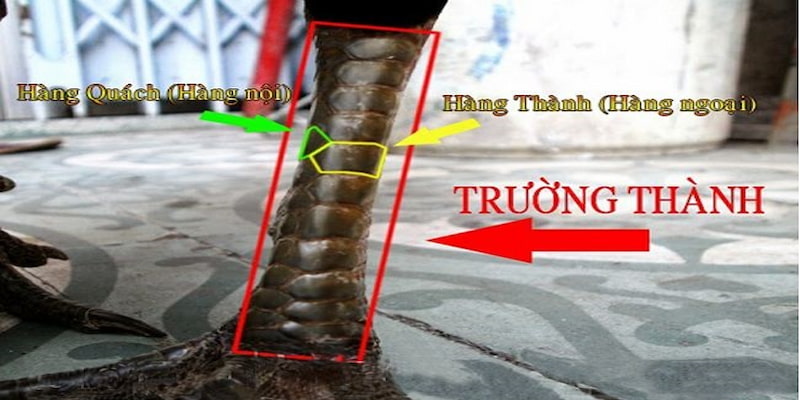 Top 5 vảy gà chọi thần kê độc đáo
