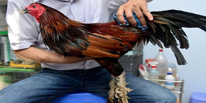 Xem vảy gà là gì?