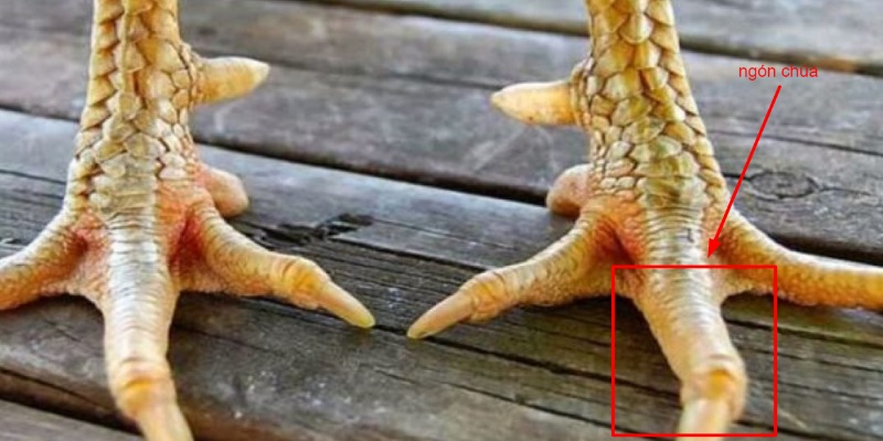 Ngón chúa là ngón giữa của gà như trong hình